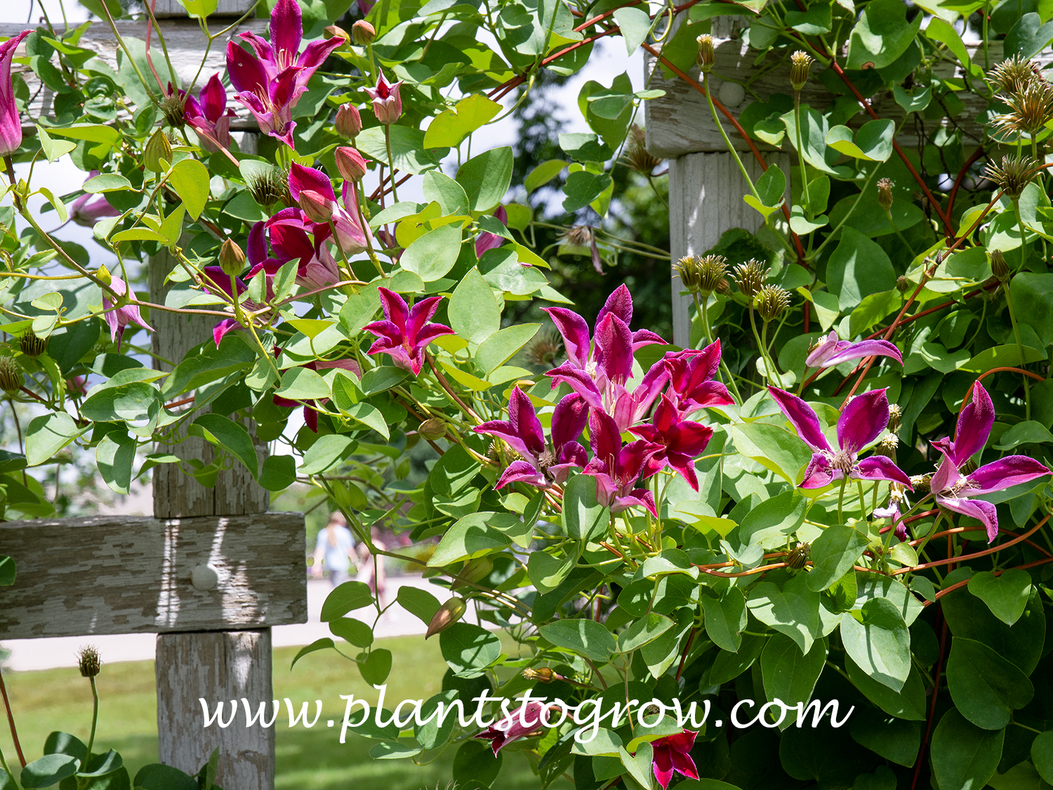 Sir Trevor Lawrence (Clematis texensis)
